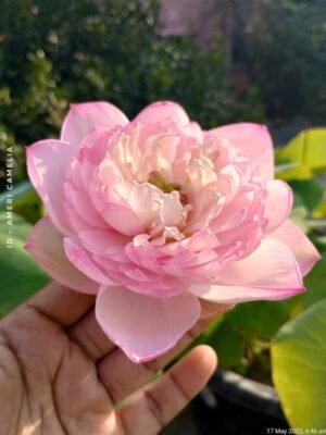 Lotus - Amari Camelia