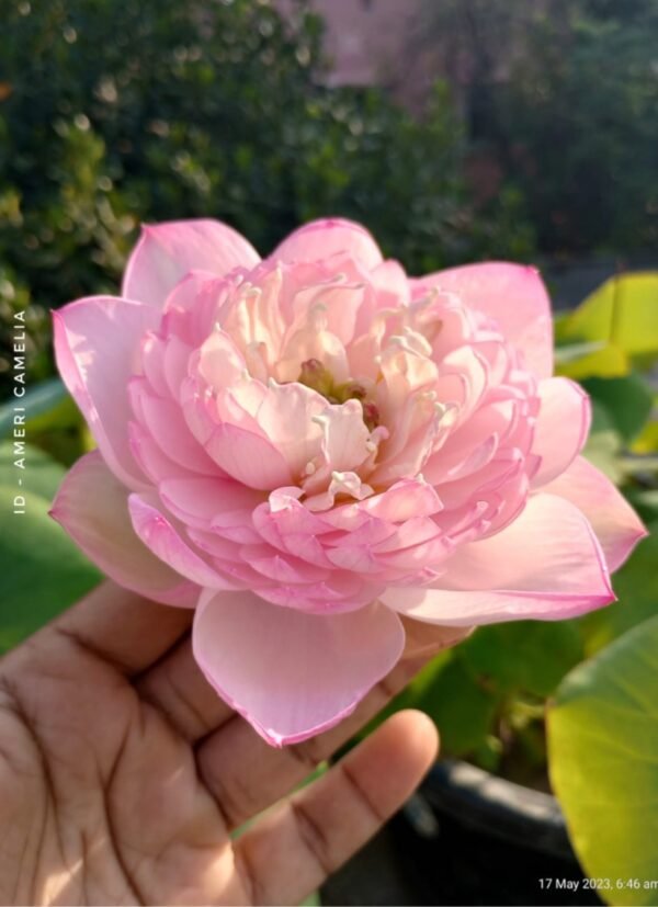 Lotus - Amari Camelia