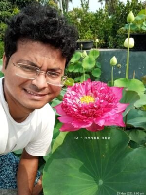 Lotus - Ranee Red