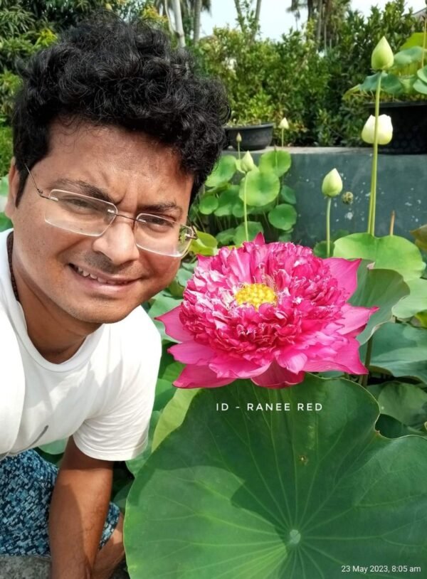 Lotus - Ranee Red