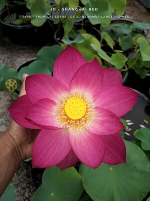 Lotus - Sanghai Red
