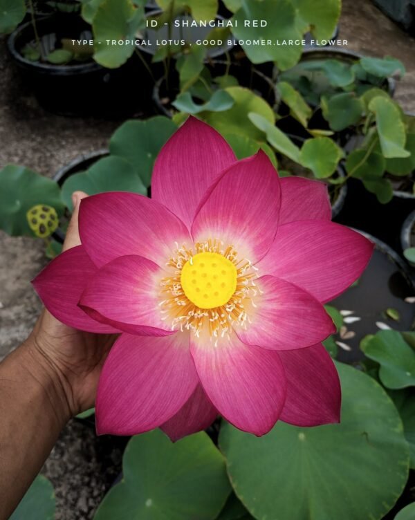 Lotus - Sanghai Red