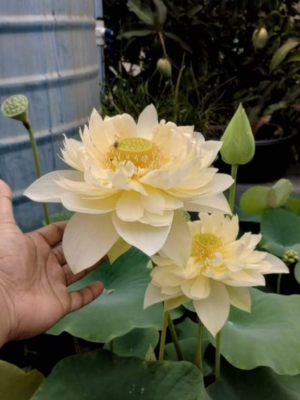 Lotus - Yellow Pror Pink