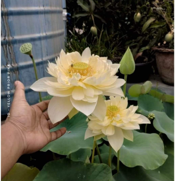 Lotus - Yellow Pror Pink