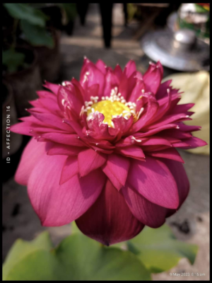 Lotus - Affection 16