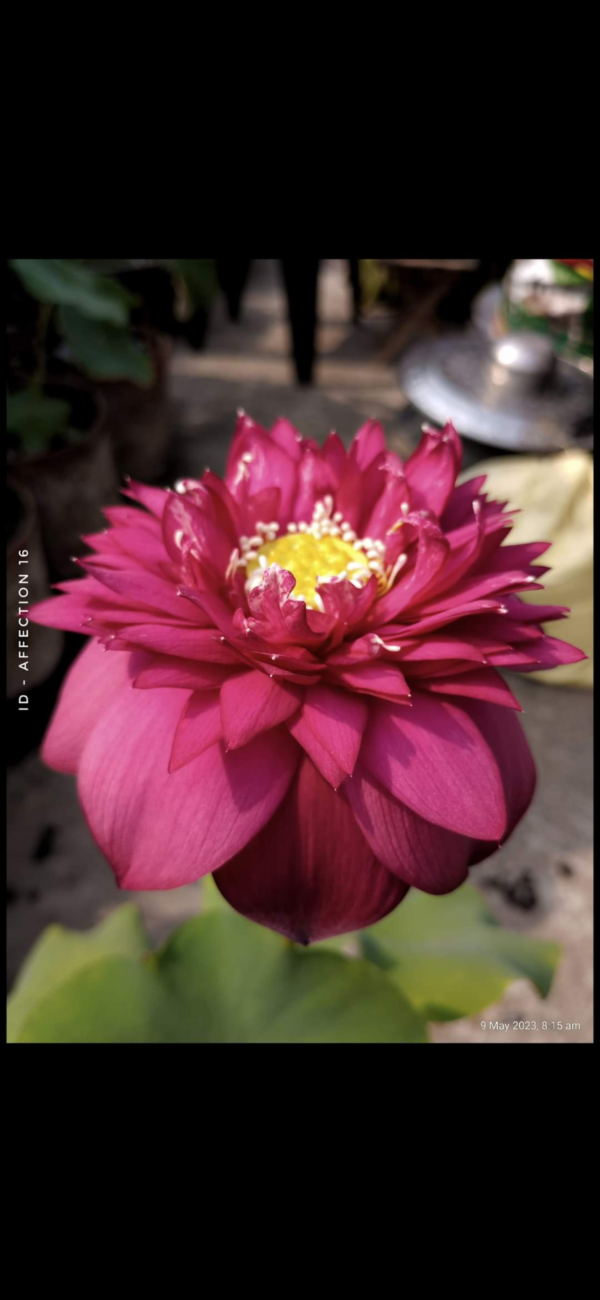 Lotus - Affection 16
